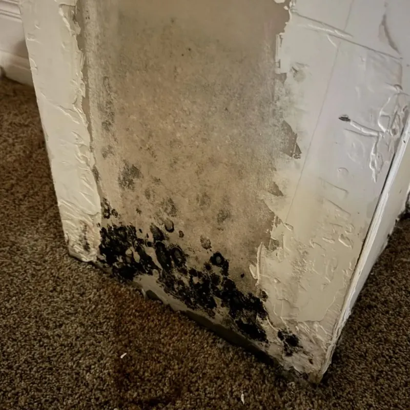 Professional Mold Removal in East Gaffney, SC